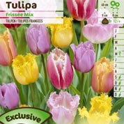 Tulipe Dentelles (frangées) en mélange